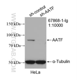 AATF Mouse Monoclonal Antibody, Proteintech:Antibodies:Primary Antibodies
