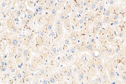 MRP2 Rabbit Polyclonal Antibody, Proteintech Unconjugated; 20 &mu;L:Anticorps,