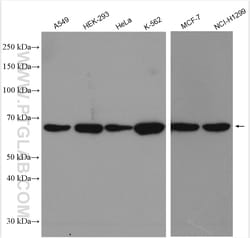 Proteintech ABCE1 Rabbit Polyclonal Antibody, Proteintech