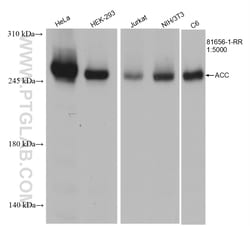 ACC1 Rabbit Recombinant Antibody, Proteintech:Antibodies:Primary Antibodies