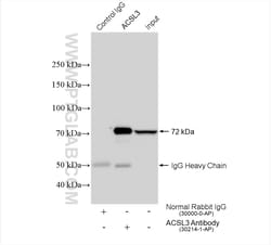ACSL3 Rabbit Polyclonal Antibody, Proteintech:Antibodies:Primary Antibodies