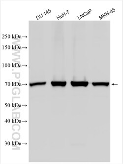 ACSL3 Rabbit Polyclonal Antibody, Proteintech:Antibodies:Primary Antibodies