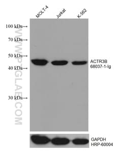 ACTR3B Mouse Monoclonal Antibody, Proteintech Unconjugated; 150 &mu;L:Antibodies,