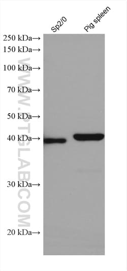ADA Mouse Monoclonal Antibody, Proteintech 20 &mu;L | Buy Online | Proteintech | Fisher Scientific
