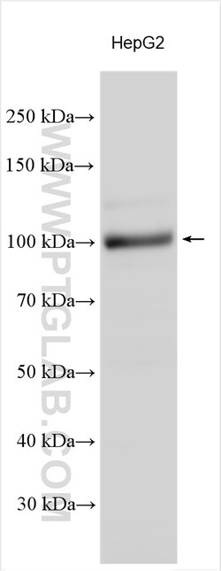 AHR Rabbit Polyclonal Antibody, Proteintech