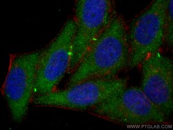 AHR Mouse Monoclonal Antibody, Proteintech:Antikörper:Primärantikörper