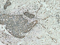 AHR Mouse Monoclonal Antibody, Proteintech:Antikörper:Primärantikörper