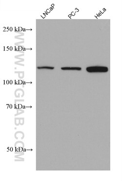 AHR Mouse Monoclonal Antibody, Proteintech:Antikörper:Primärantikörper