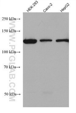 AHR Mouse Monoclonal Antibody, Proteintech:Antikörper:Primärantikörper