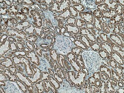 AIF Mouse Monoclonal Antibody, Proteintech:Antibodies:Primary Antibodies