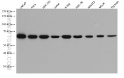 AIF Mouse Monoclonal Antibody, Proteintech:Antibodies:Primary Antibodies