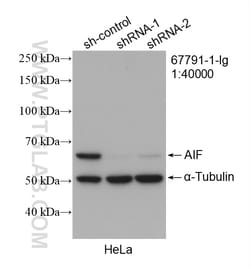 AIF Mouse Monoclonal Antibody, Proteintech:Antibodies:Primary Antibodies