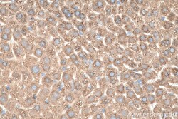 AIFM2/ FSP1 Mouse Monoclonal Antibody, Proteintech Unconjugated; 150 &mu;L:Antibodies,