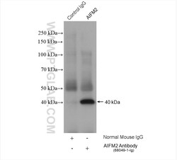 AIFM2/ FSP1 Mouse Monoclonal Antibody, Proteintech Unconjugated; 150 &mu;L:Antibodies,