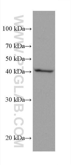 AIFM2/ FSP1 Mouse Monoclonal Antibody, Proteintech Unconjugated; 150 &mu;L:Antibodies,