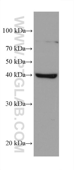 AIFM2/ FSP1 Mouse Monoclonal Antibody, Proteintech Unconjugated; 150 &mu;L:Antibodies,