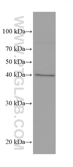 AIFM2/ FSP1 Mouse Monoclonal Antibody, Proteintech Unconjugated; 150 &mu;L:Antibodies,