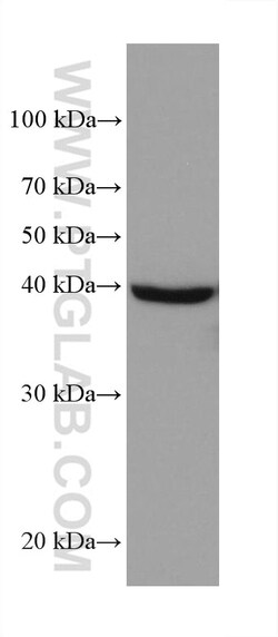 AIFM2/ FSP1 Mouse Monoclonal Antibody, Proteintech Unconjugated; 150 &mu;L:Antibodies,
