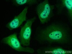 CoraLite Plus 488-conjugated AIRE Mouse Monoclonal Antibody, Proteintech