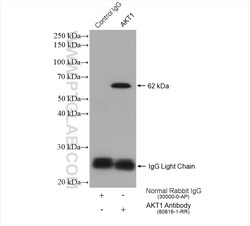 AKT1-Specific Rabbit Recombinant Antibody, Proteintech:Antibodies:Primary