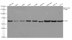 AKT1-Specific Rabbit Recombinant Antibody, Proteintech:Antibodies:Primary