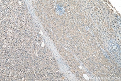 ALDH1A3 Rabbit Polyclonal Antibody, Proteintech:Antibodies:Primary Antibodies