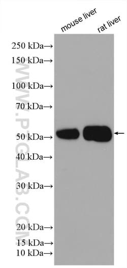 ALDH1A3 Rabbit Polyclonal Antibody, Proteintech:Antibodies:Primary Antibodies