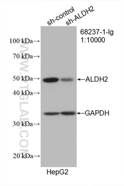 ALDH2 Mouse Monoclonal Antibody, Proteintech Unconjugated; 20 &mu;L:Antibodies,