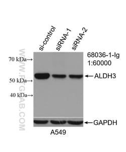 ALDH3A1 Mouse Monoclonal Antibody, Proteintech Unconjugated; 20 &mu;L:Antibodies,
