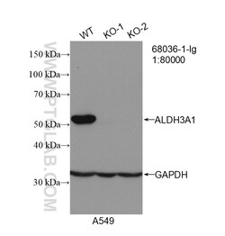 ALDH3A1 Mouse Monoclonal Antibody, Proteintech Unconjugated; 20 &mu;L:Antibodies,