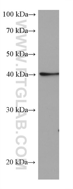 ALKBH5 Mouse Monoclonal Antibody, Proteintech:Antibodies:Primary Antibodies
