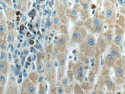 AMT Mouse Monoclonal Antibody, Proteintech Unconjugated; 20 &mu;L:Antibodies,