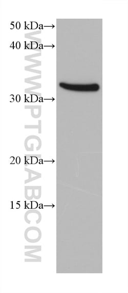 ANKRD54 Mouse Monoclonal Antibody, Proteintech:Antibodies:Primary Antibodies