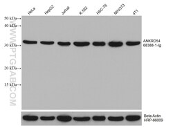 ANKRD54 Mouse Monoclonal Antibody, Proteintech:Antibodies:Primary Antibodies