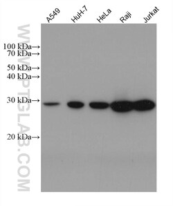 ANP32A Mouse Monoclonal Antibody, Proteintech:Antibodies:Primary Antibodies