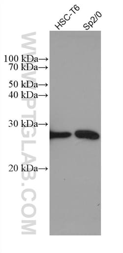 ANP32A Mouse Monoclonal Antibody, Proteintech:Antibodies:Primary Antibodies