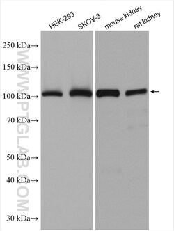 AP2A1 Rabbit Polyclonal Antibody, Proteintech:Antibodies:Primary Antibodies