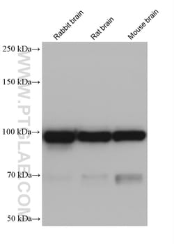 AP2B1 Mouse Monoclonal Antibody, Proteintech Unconjugated; 150 &mu;L:Antibodies,