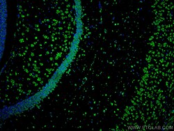 CoraLite Plus 488-conjugated APBB1 Mouse Monoclonal Antibody, Proteintech:Antibodies:Primary