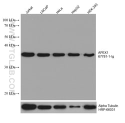 APEX1 Mouse Monoclonal Antibody, Proteintech:Antibodies:Primary Antibodies