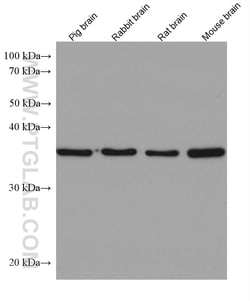 APEX1 Mouse Monoclonal Antibody, Proteintech:Antibodies:Primary Antibodies