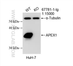 APEX1 Mouse Monoclonal Antibody, Proteintech:Antibodies:Primary Antibodies