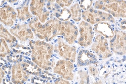 APOOL Rabbit Polyclonal Antibody, Proteintech Unconjugated; 150 &mu;L:Antikörper