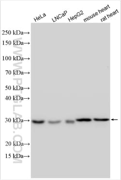 APOOL Rabbit Polyclonal Antibody, Proteintech Unconjugated; 150 &mu;L:Antikörper