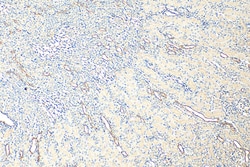 AQP5 Rabbit Polyclonal Antibody, Proteintech:Anticorps:Anticorps primaires