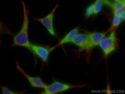 CoraLite Plus 488-conjugated ARC Mouse Monoclonal Antibody, Proteintech
