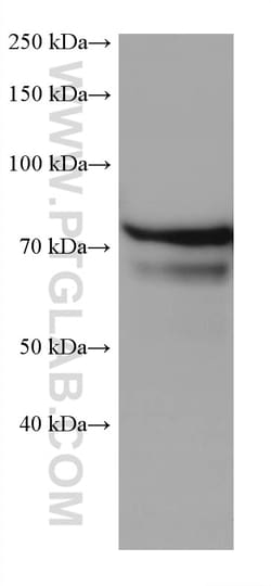 ARHGEF16 Mouse Monoclonal Antibody, Proteintech Unconjugated; 20 &mu;L:Antikörper