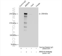ARID1A Rabbit Polyclonal Antibody, Proteintech Unconjugated; 20 &mu;L:Antibodies,