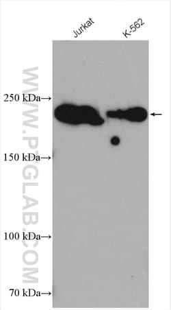 ARID2 Rabbit Polyclonal Antibody, Proteintech Unconjugated; 150 &mu;L:Antibodies,