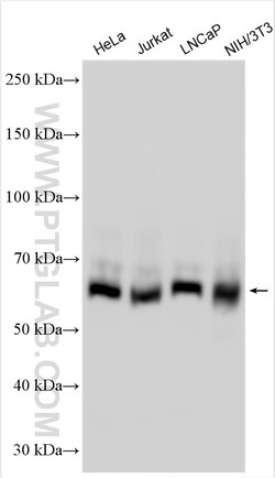 ARIH1 Rabbit Polyclonal Antibody, Proteintech:Antibodies:Primary Antibodies